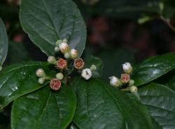 Die Blüten vom Cotoneaster: Klein, aber oho